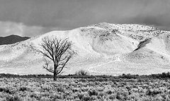  : Nevada Carson Valley Desert