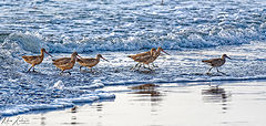  Marbled Godwit