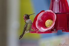  Anna's Hummingbird