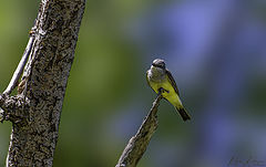  Western Kingbird