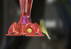  hutton's vireo (pacific) standing on hummingbird feeder