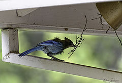  Steller's Jay building a nest