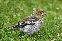 photo "Young Grosbeak"