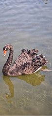  The black swan in the pond