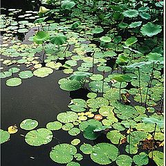 photo "Summer Pond"