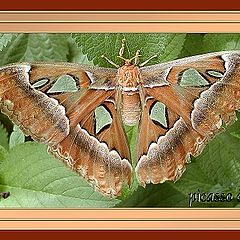 photo "Silk Moth Portrait"