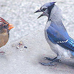 photo "Tempers Flare...."
