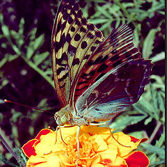 photo "Just Flower and Butterfly"