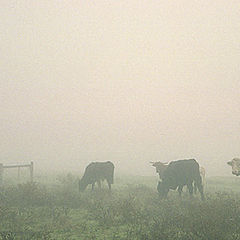 фото "Уходящие в туман"