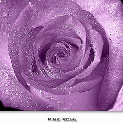 photo "Pink Rose"