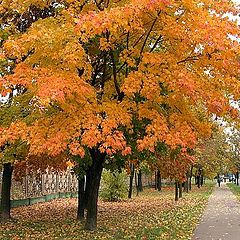 photo "Colours of  the Autumn"