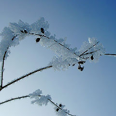 photo "hoar-frost"