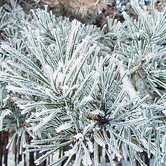 photo "Hoar-frost 2"