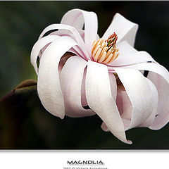 photo "Magnolia"