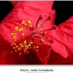 photo "Something about pistils and stamens :)"