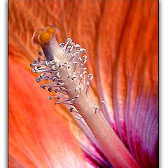 photo "Something about pistils and stamens - lesson 2"