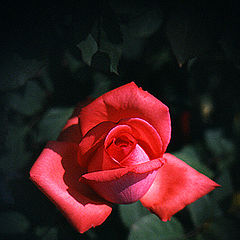 фото "Rose # 3"