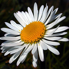 фото "Daisy"