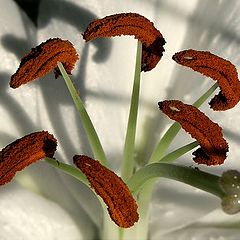 photo "Something about pistils and stamens - lesson 3"