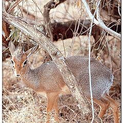 фото "Dik-dik (small deer)"