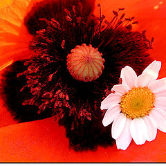 фото "red poppy and daisy"