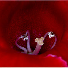 photo "Something about pistils and stamens - lesson 6"