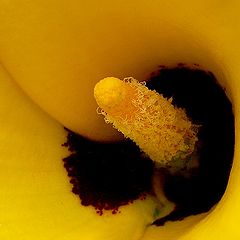 photo "Something about pistils and stamens - 8"