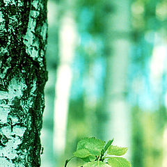 photo "In a birch grove"