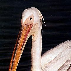 photo "Pelican"