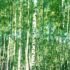 photo "Birch grove (2)"