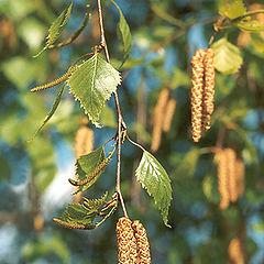 photo "Gold catkin"