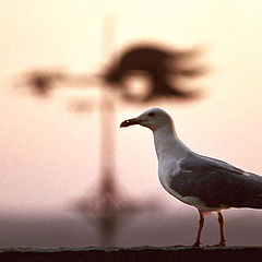 photo "Two birds."