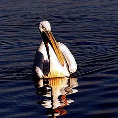 photo "Pelican"