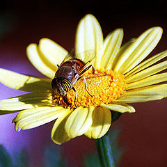 photo "Bee on a daisy"