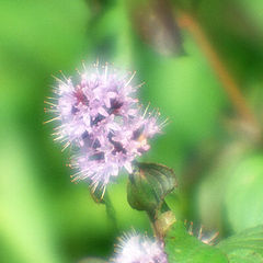 photo "Flower of mint"