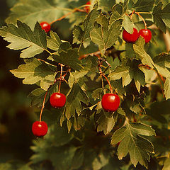 photo "New Year`s tree"