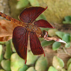 photo "Dragonfly"