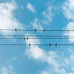 photo "Swallows"