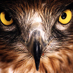 photo "Hawk"