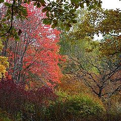 photo "Secret garden"