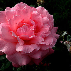 фото "rose"