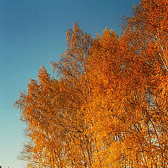 photo "Gold autumn"