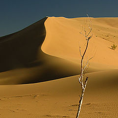 photo "Dead Tree (DuneIII)"