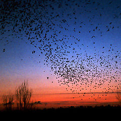 photo "Flight of birds"