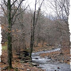 photo "Into the Woods"