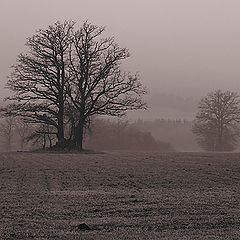 photo "A Foggy Day"