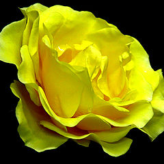 фото "Yellow beauty"