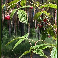 photo "Forest raspberry"