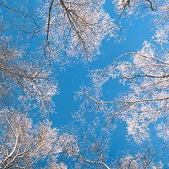 photo "Hoarfrost"