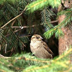 photo "Bird in a Tree"